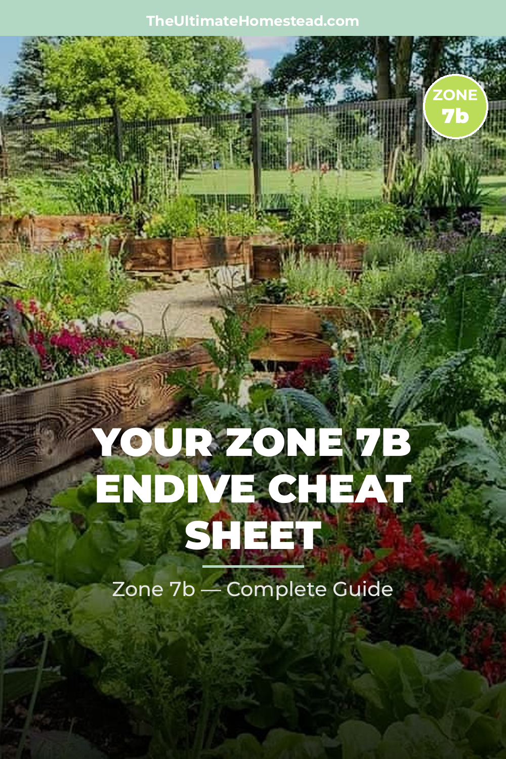 When to Plant Endive in Zone 7b