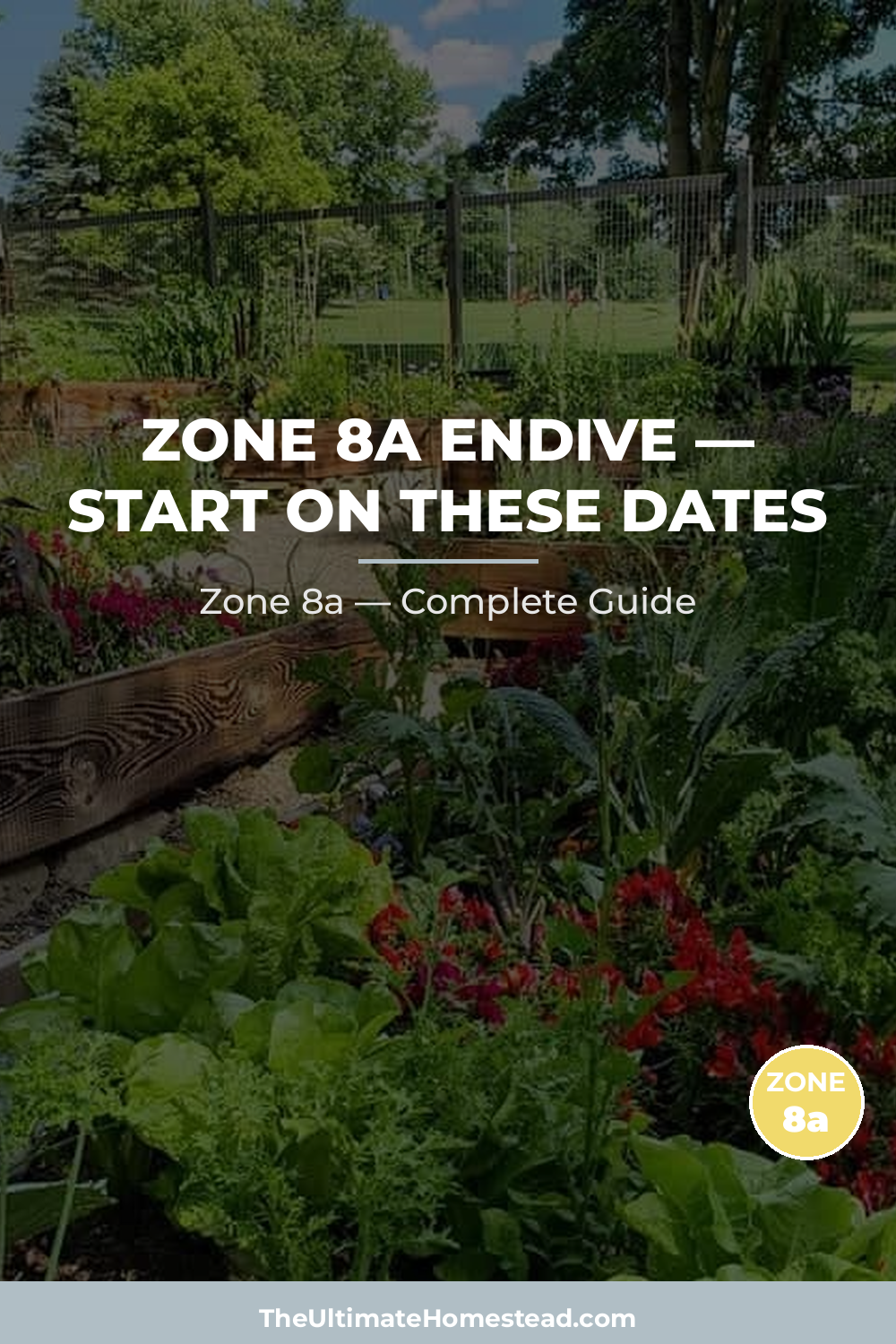 When to Plant Endive in Zone 8a