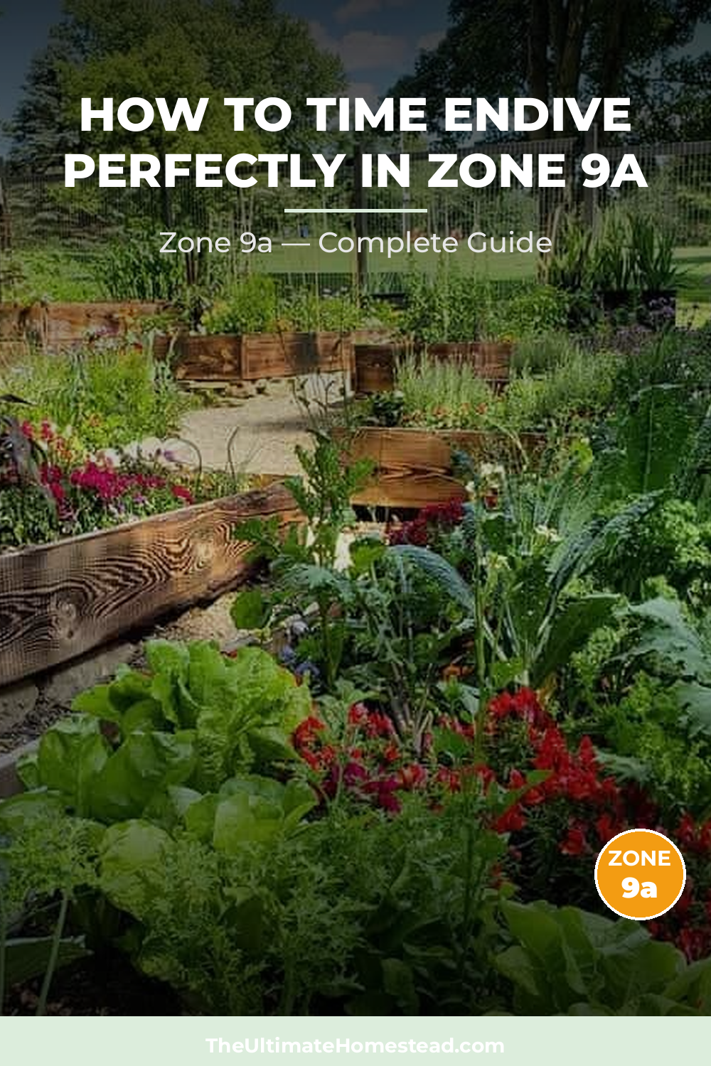 When to Plant Endive in Zone 9a