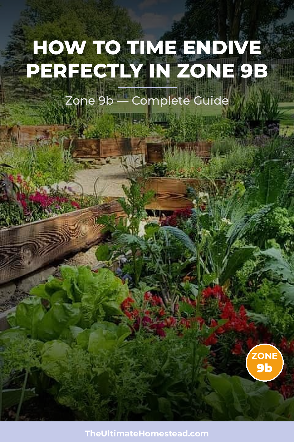 When to Plant Endive in Zone 9b