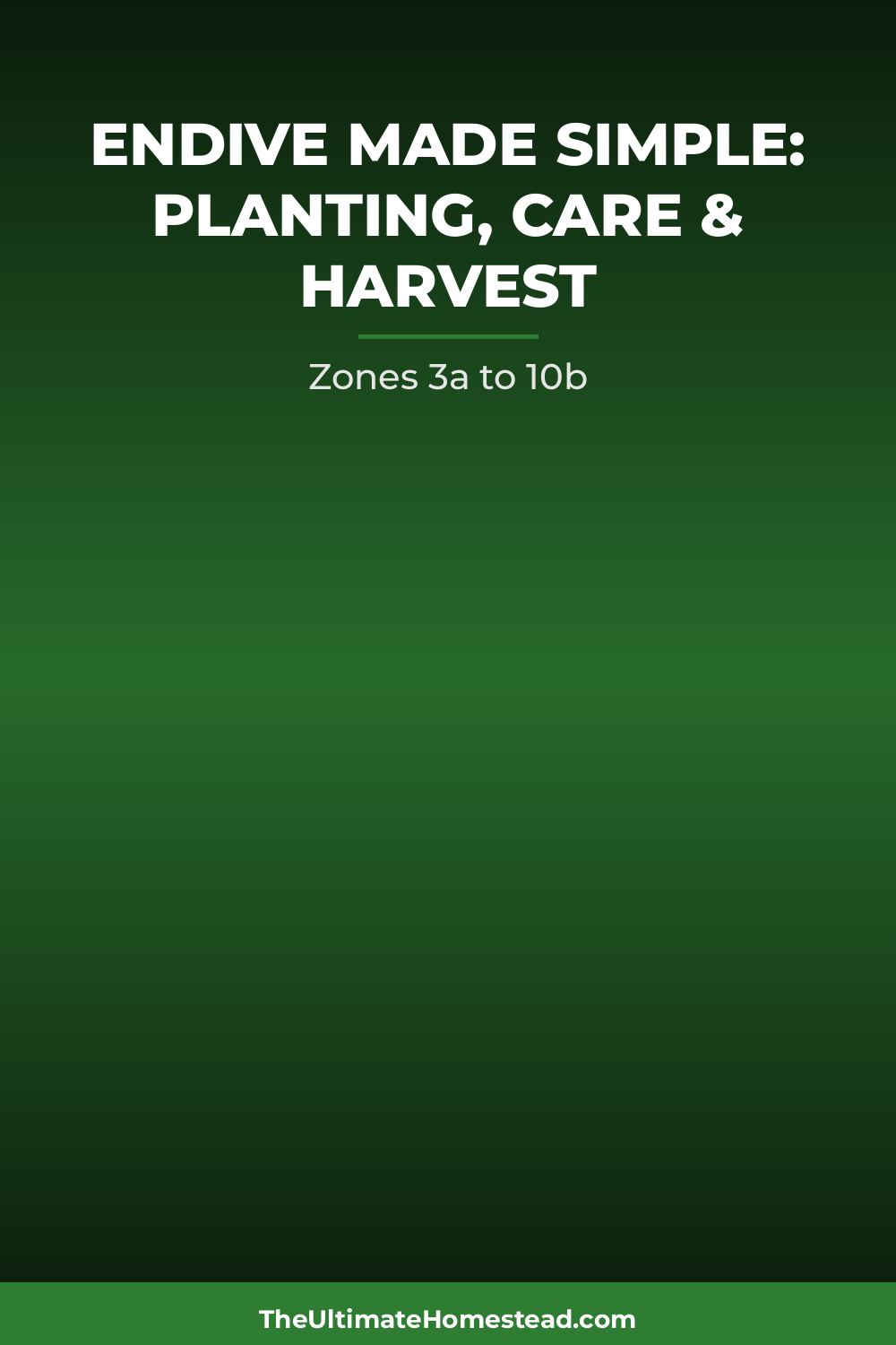 Endive Planting Guide