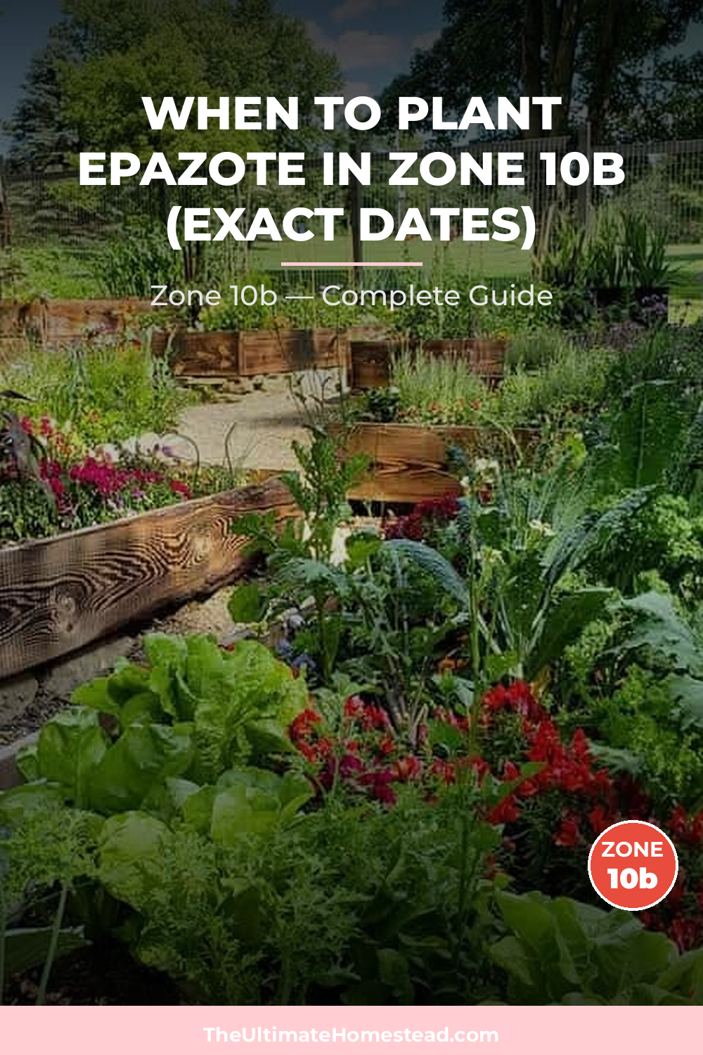 When to Plant Epazote in Zone 10b