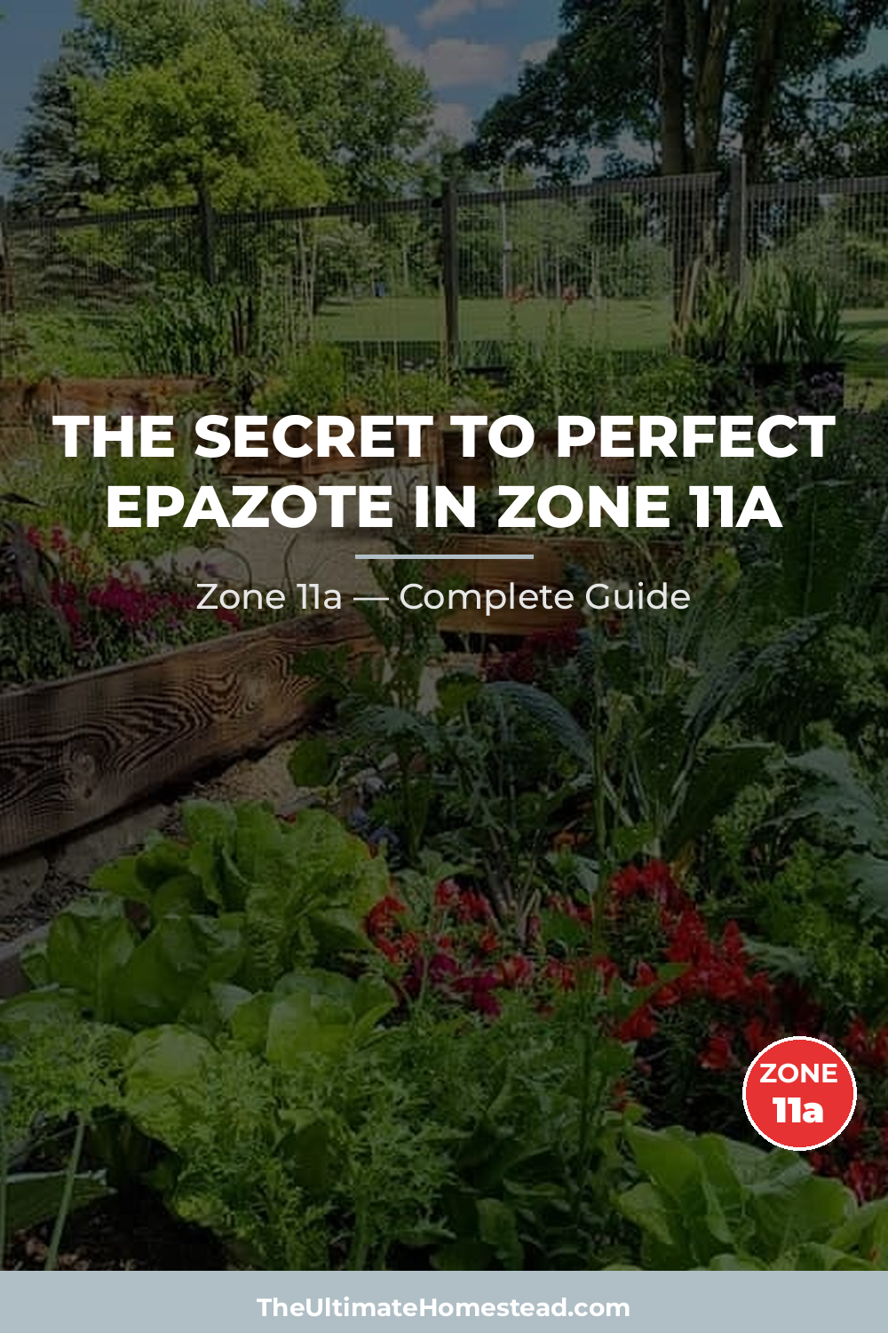 When to Plant Epazote in Zone 11a