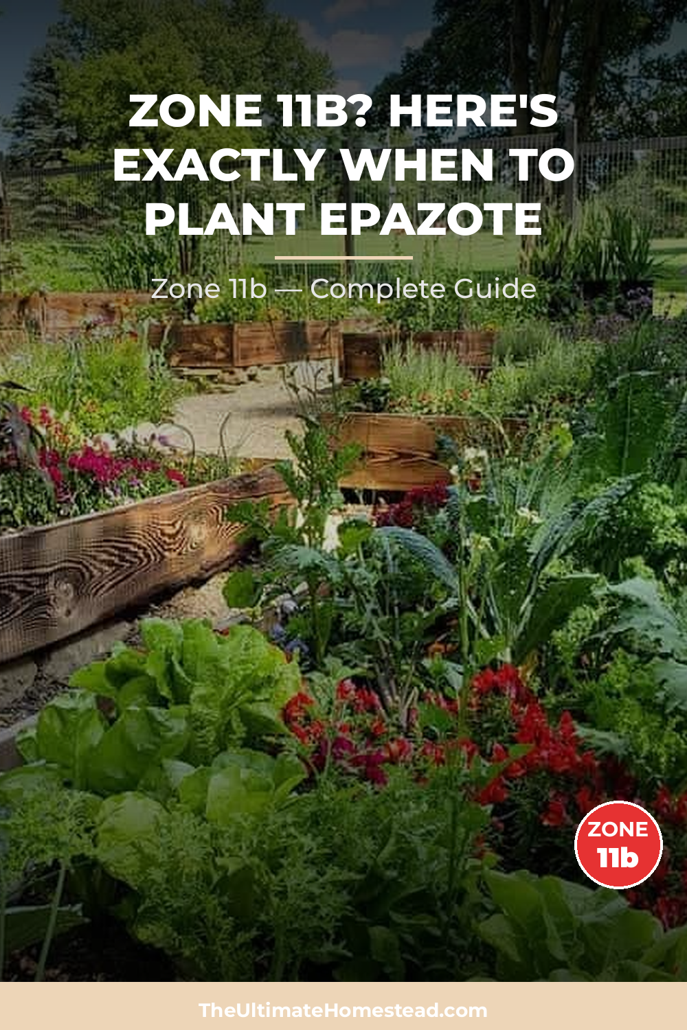 When to Plant Epazote in Zone 11b