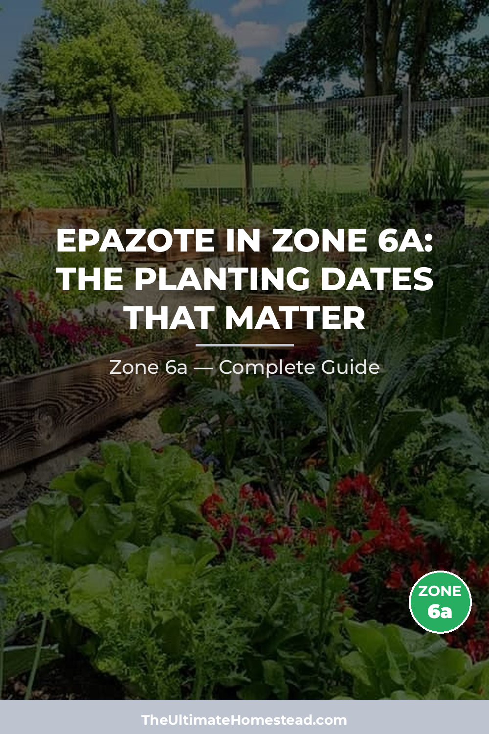 When to Plant Epazote in Zone 6a