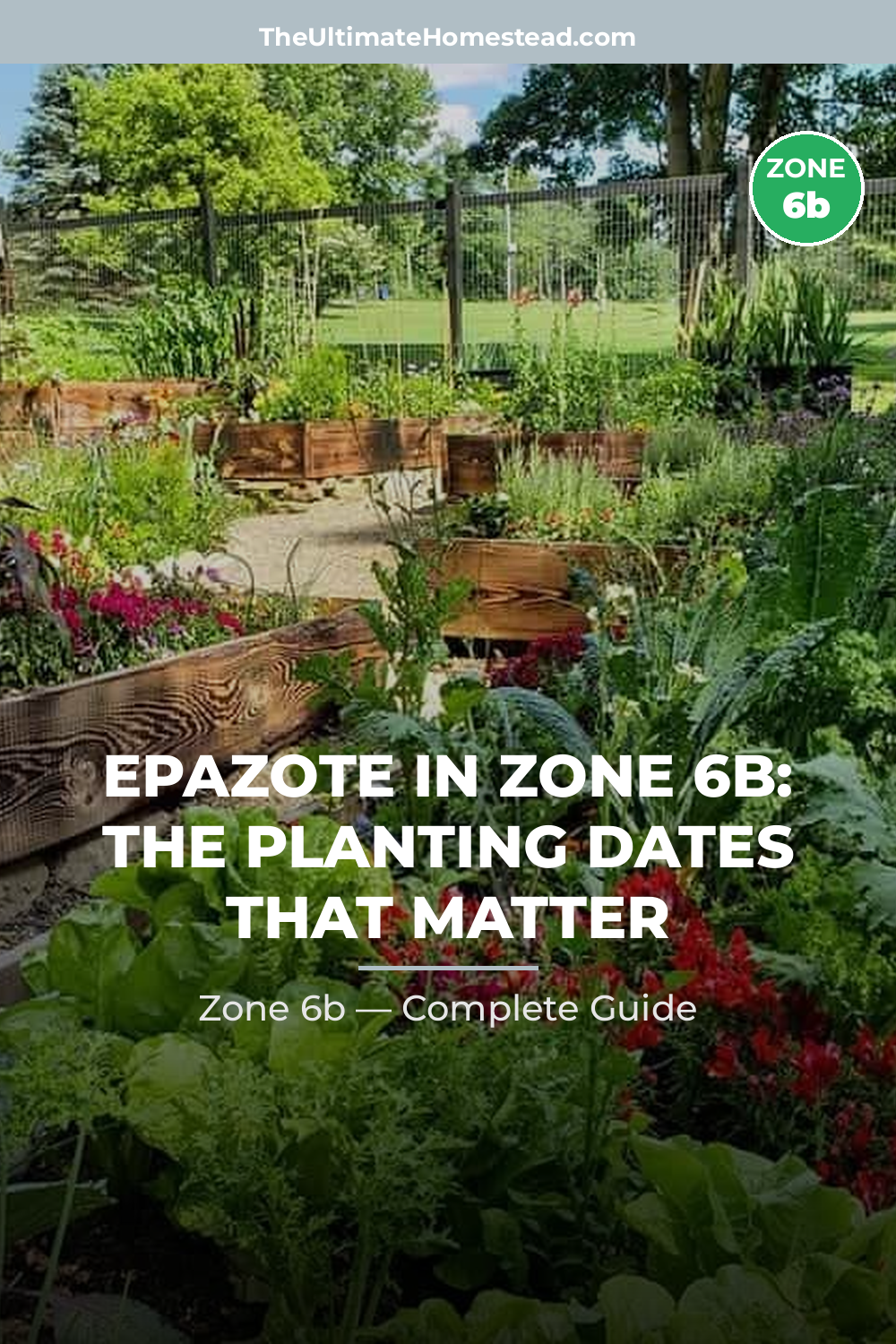 When to Plant Epazote in Zone 6b