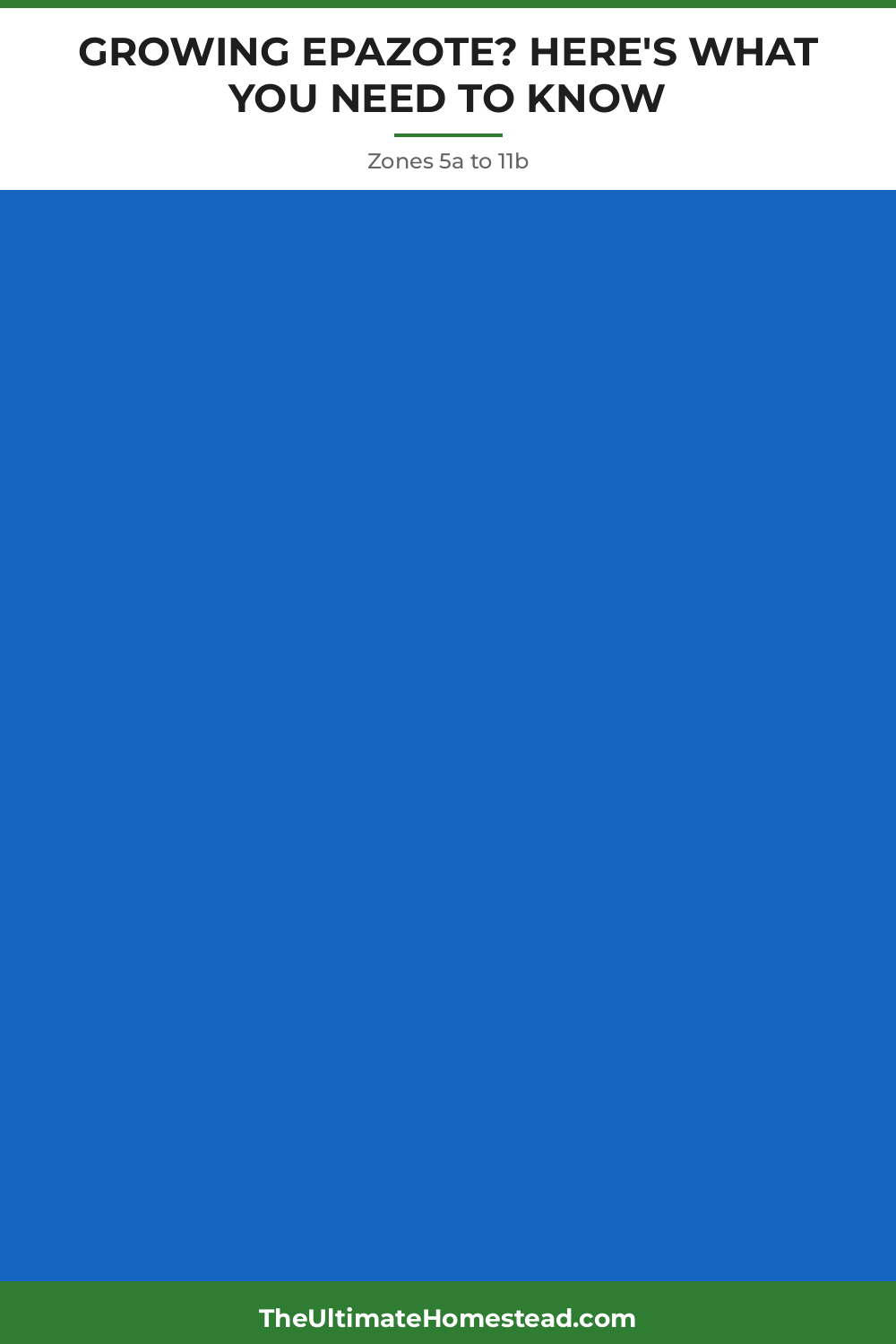 Epazote Planting Guide