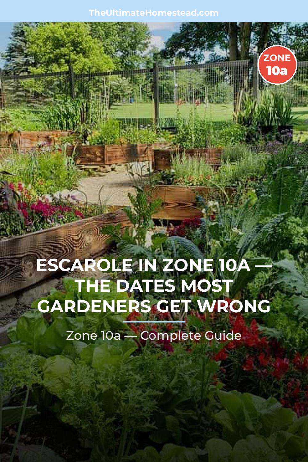 When to Plant Escarole in Zone 10a