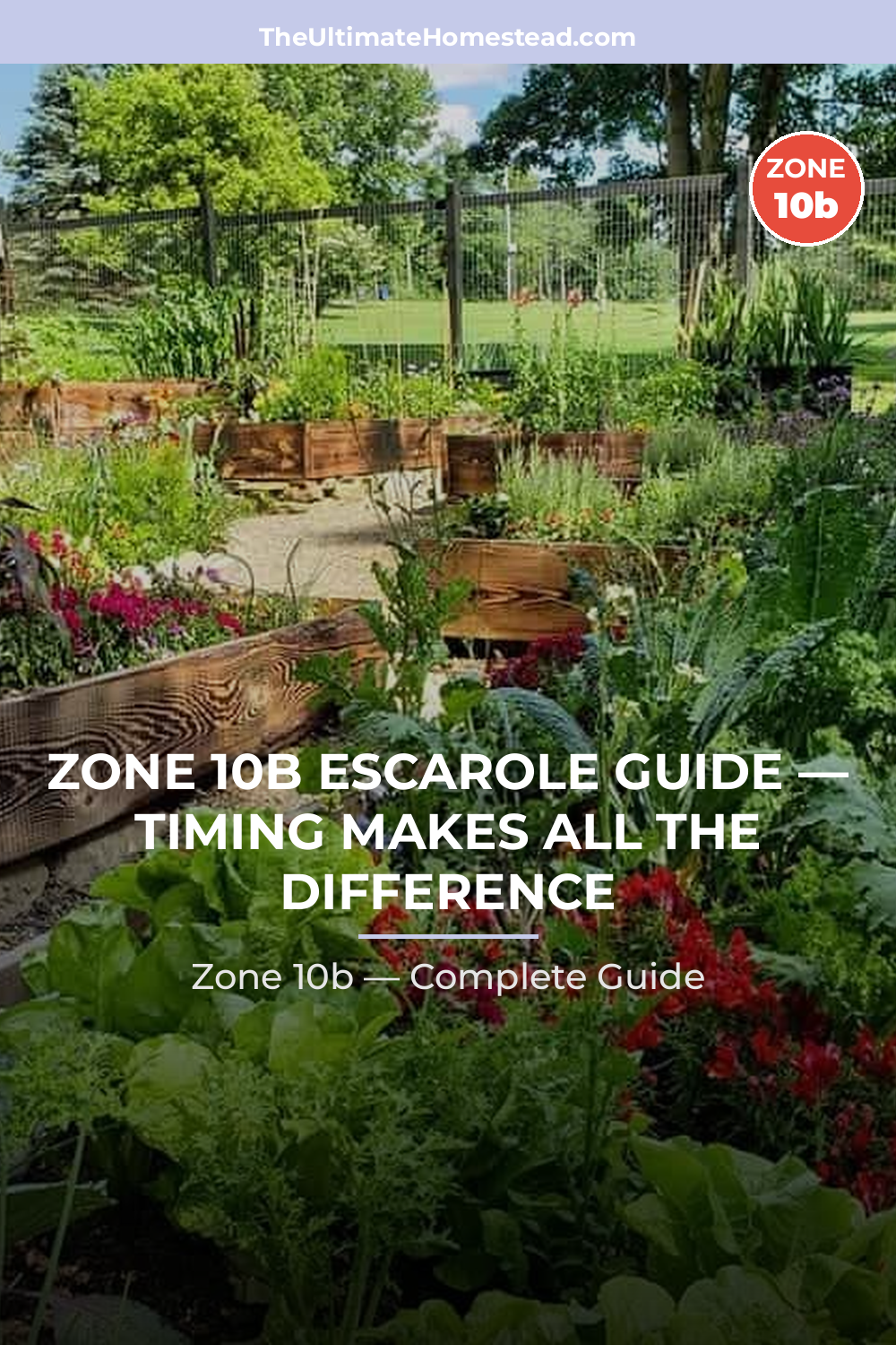When to Plant Escarole in Zone 10b