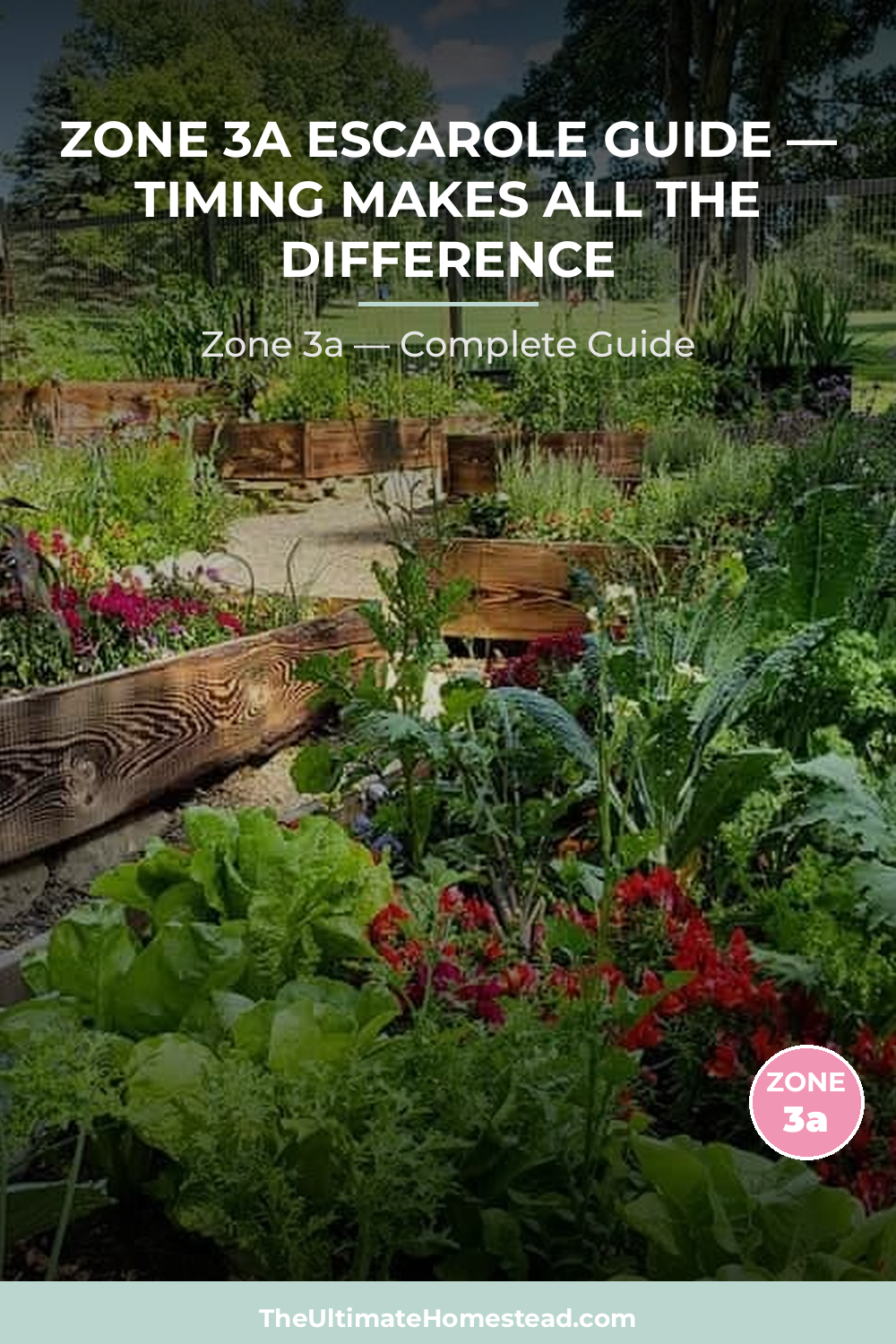 When to Plant Escarole in Zone 3a