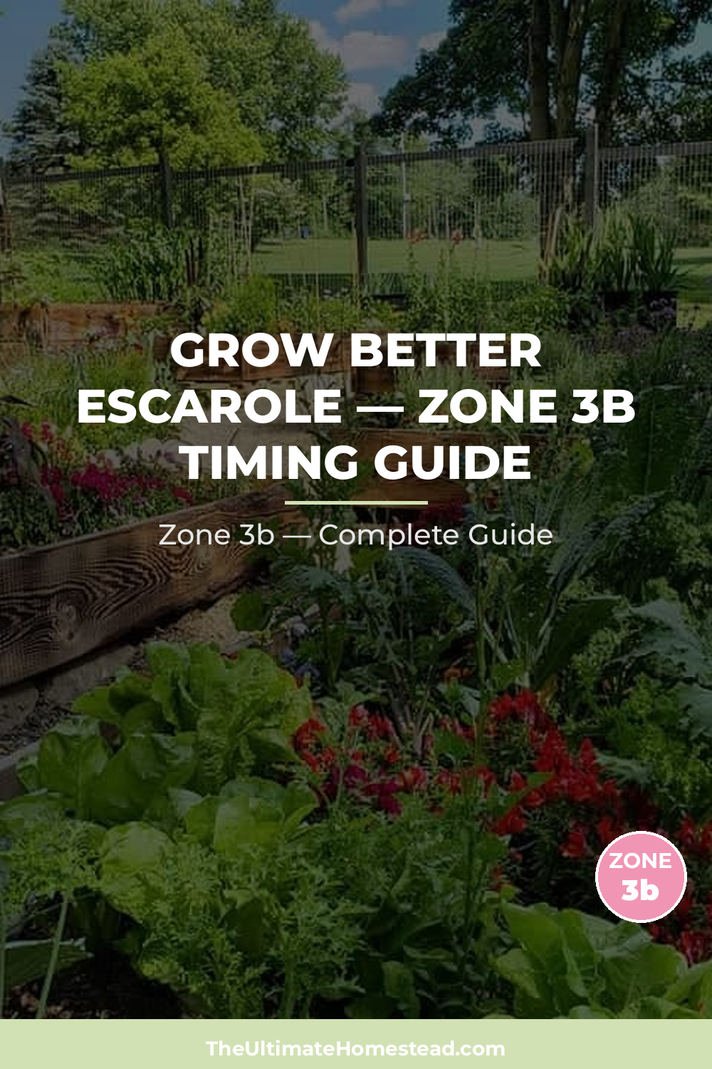 When to Plant Escarole in Zone 3b