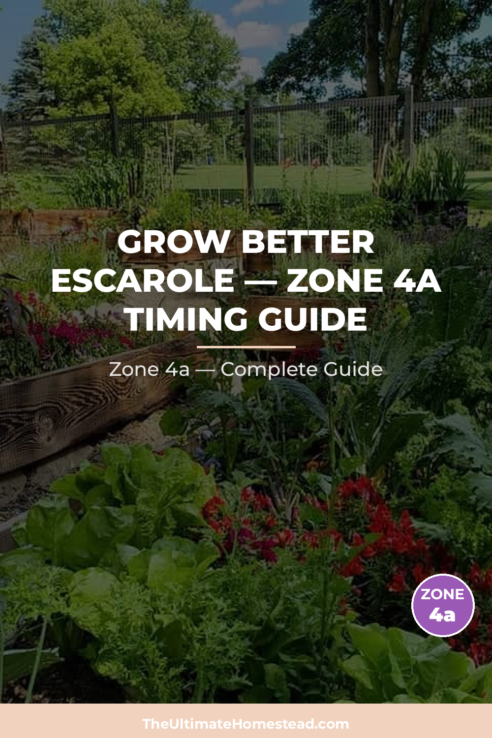 When to Plant Escarole in Zone 4a