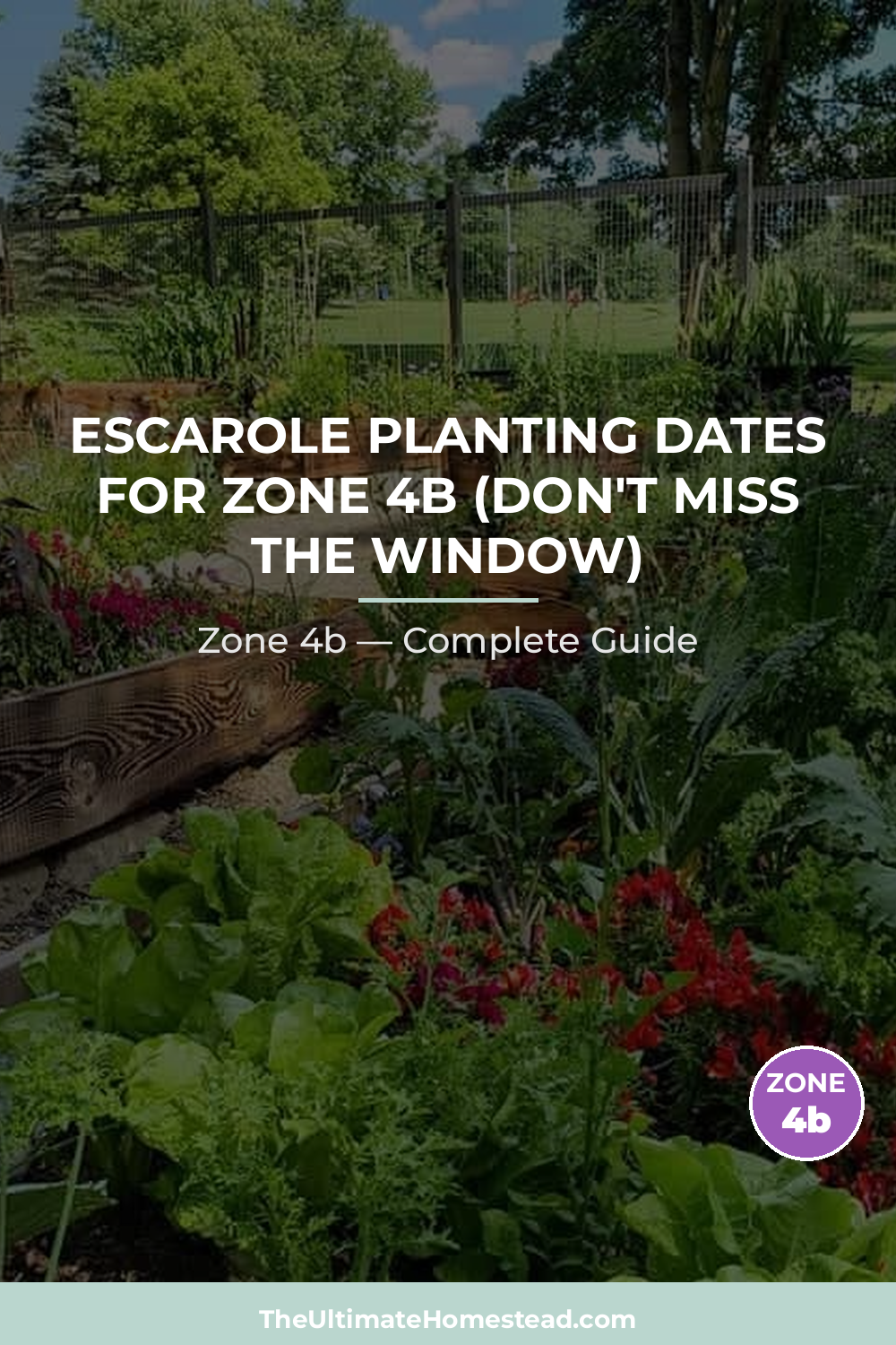 When to Plant Escarole in Zone 4b