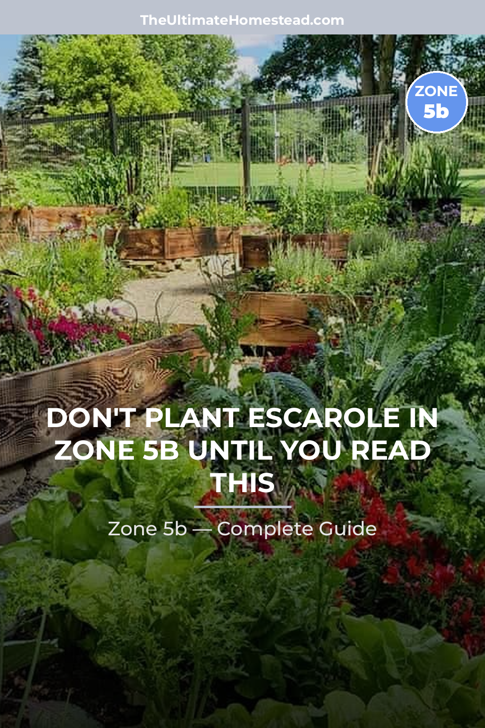 When to Plant Escarole in Zone 5b
