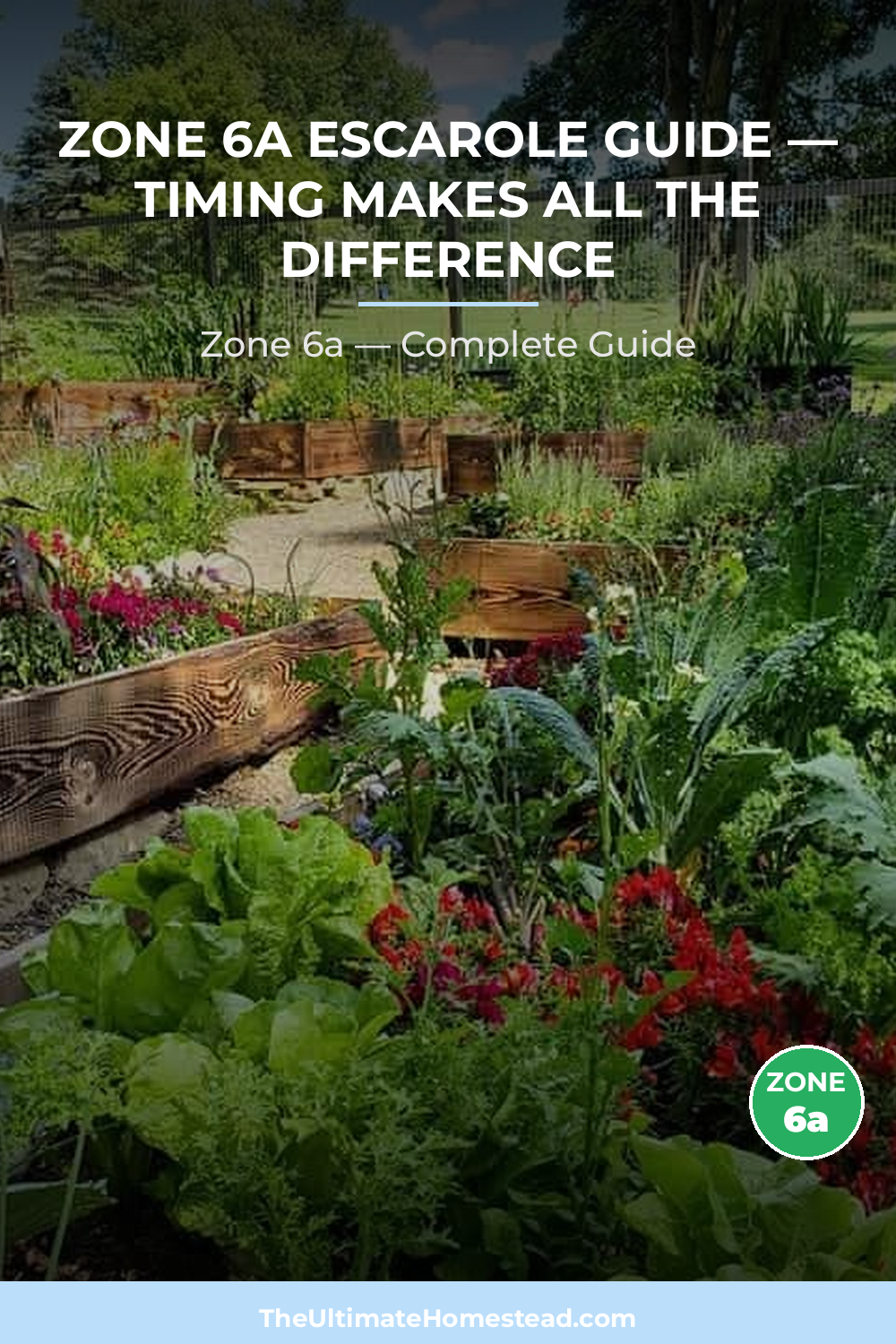 When to Plant Escarole in Zone 6a