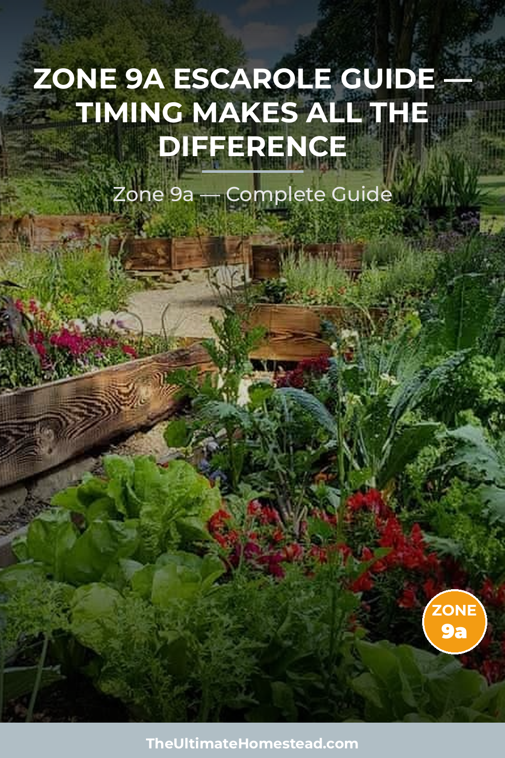 When to Plant Escarole in Zone 9a