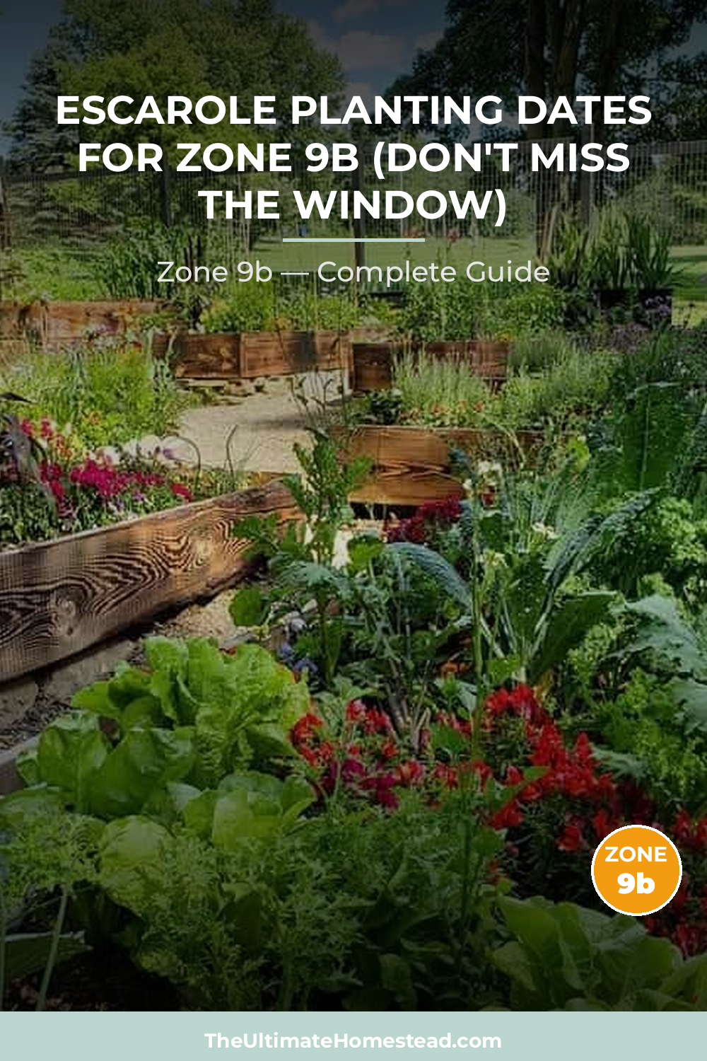 When to Plant Escarole in Zone 9b