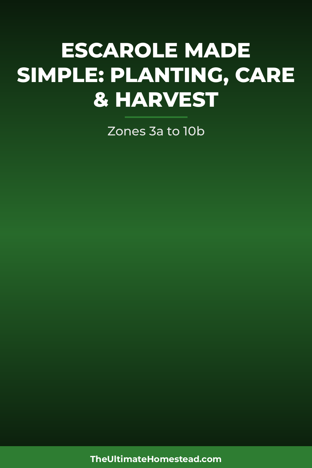 Escarole Planting Guide