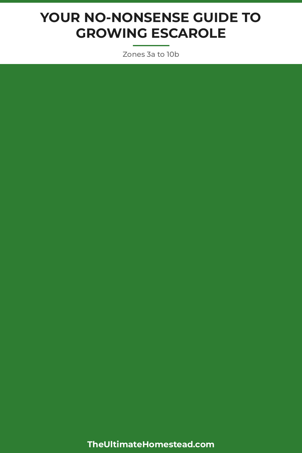 Escarole Planting Guide