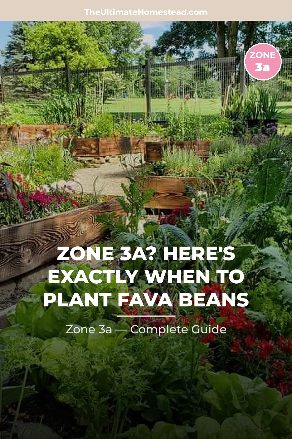 When to Plant Fava Beans in Zone 3a