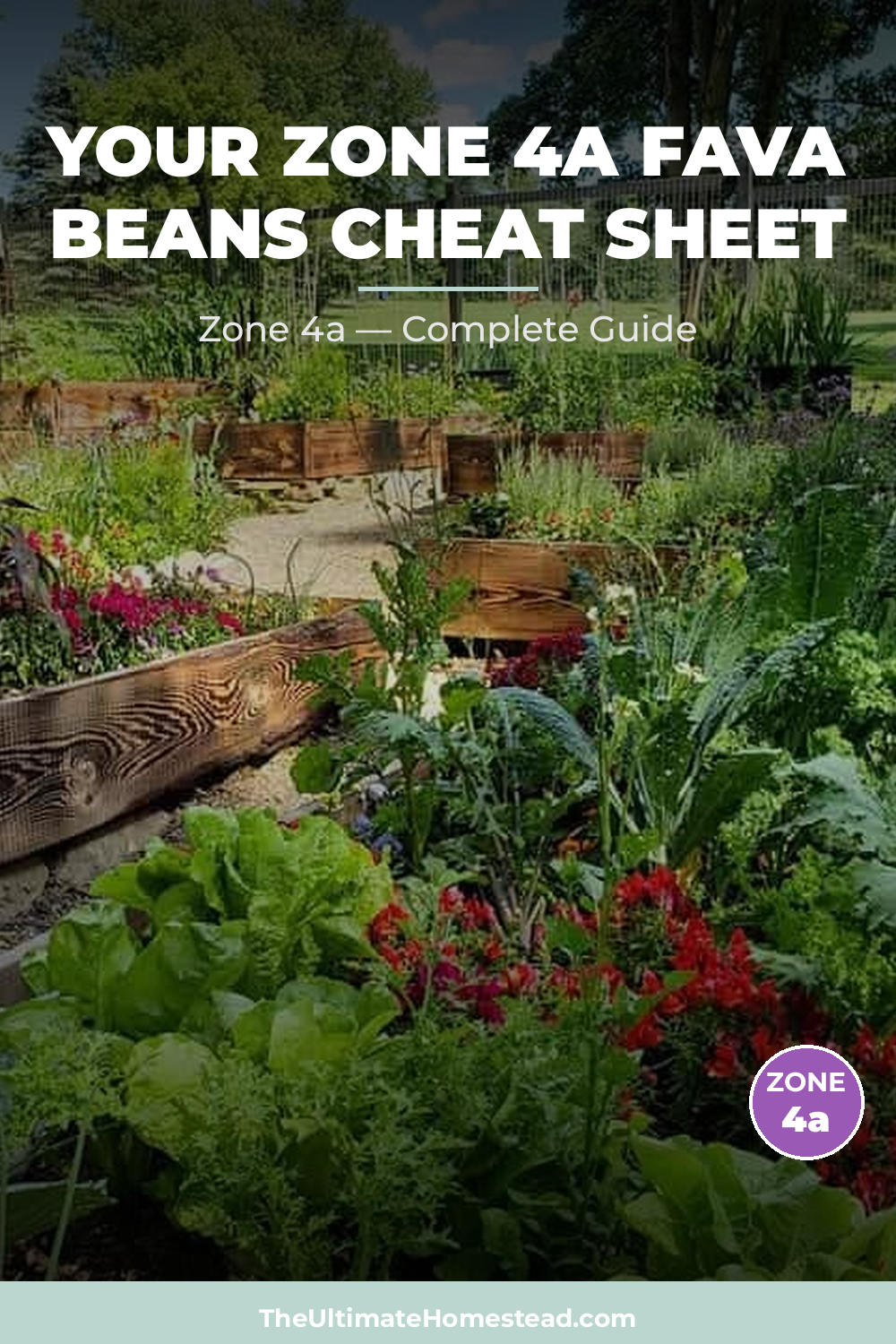 When to Plant Fava Beans in Zone 4a