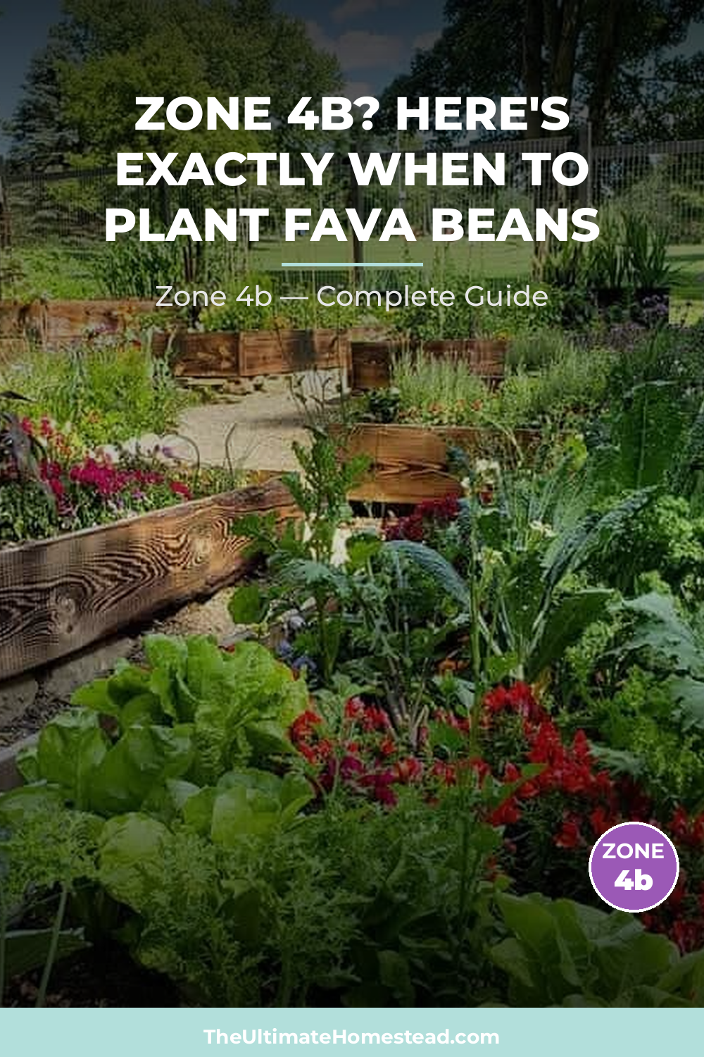 When to Plant Fava Beans in Zone 4b