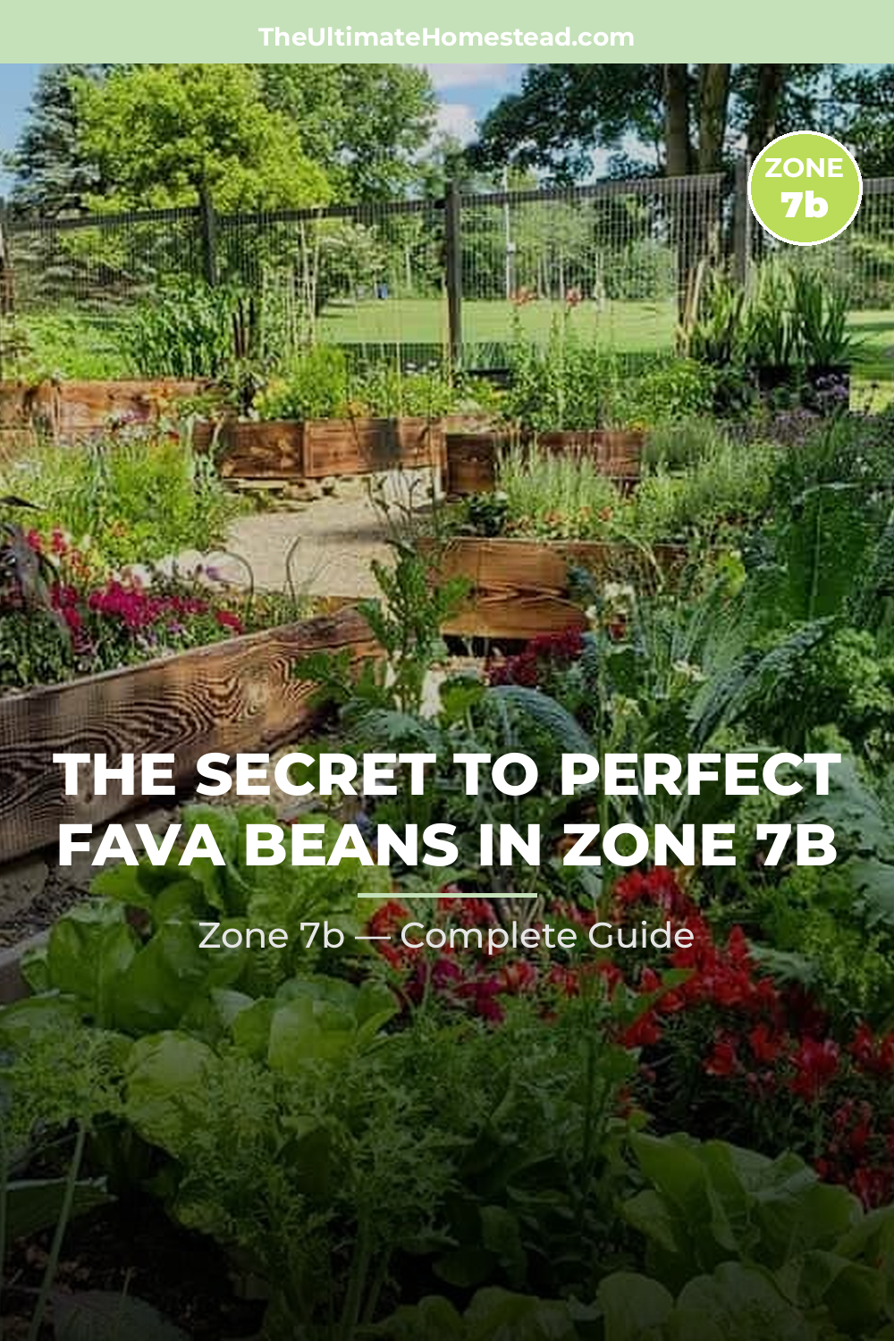 When to Plant Fava Beans in Zone 7b