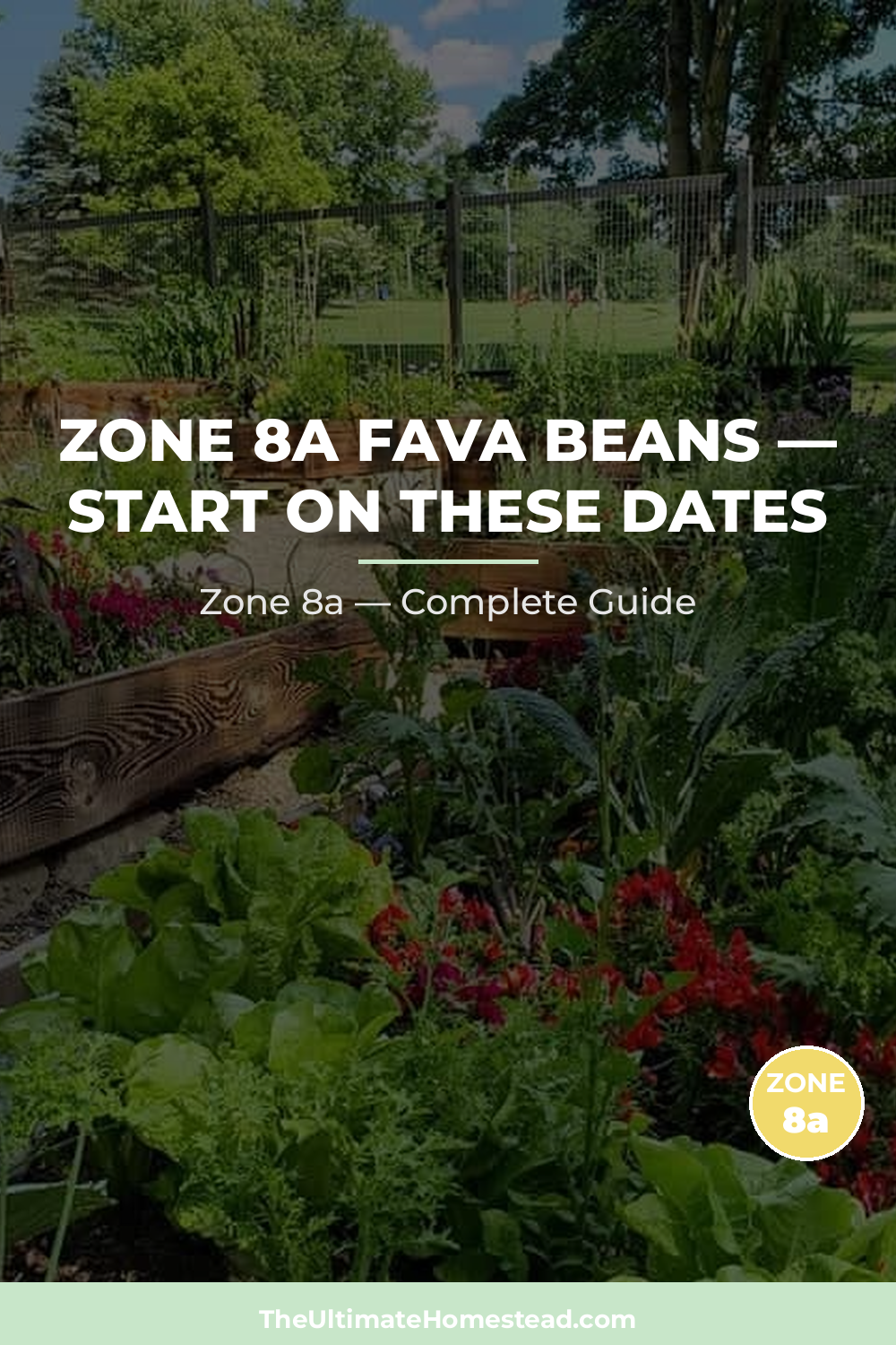 When to Plant Fava Beans in Zone 8a