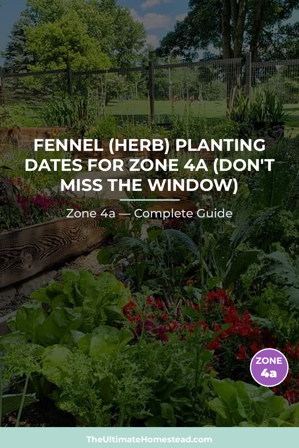 When to Plant Fennel (herb) in Zone 4a