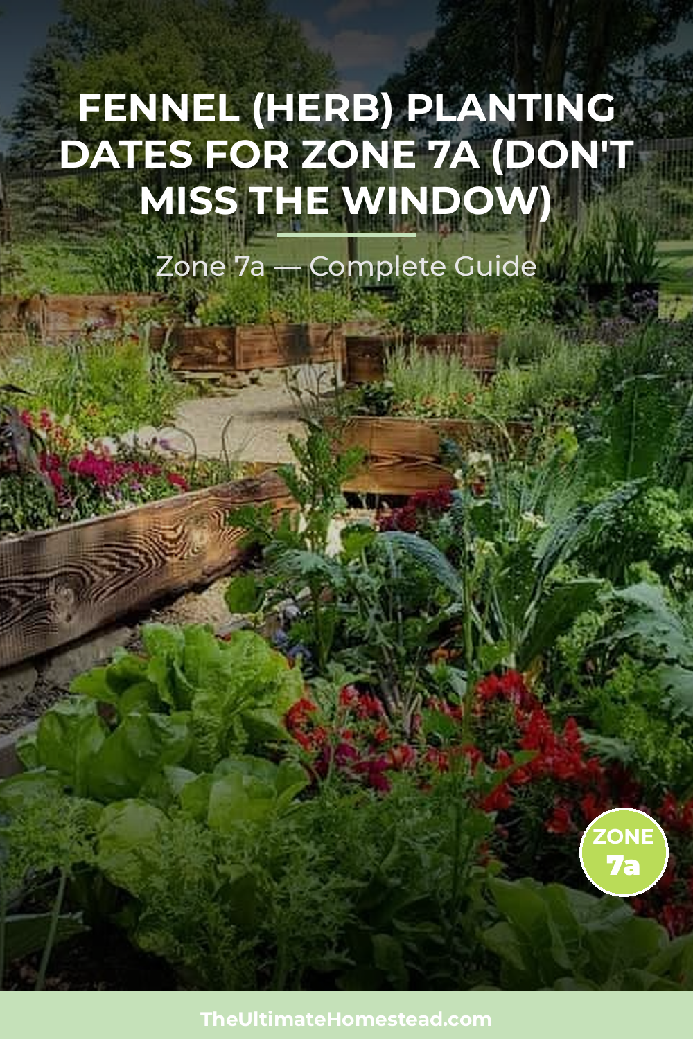 When to Plant Fennel (herb) in Zone 7a