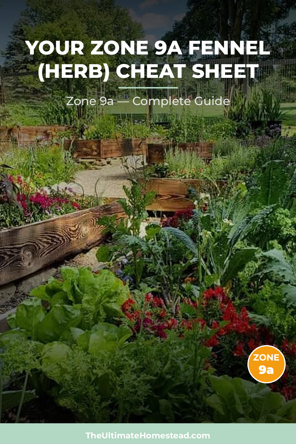 When to Plant Fennel (herb) in Zone 9a