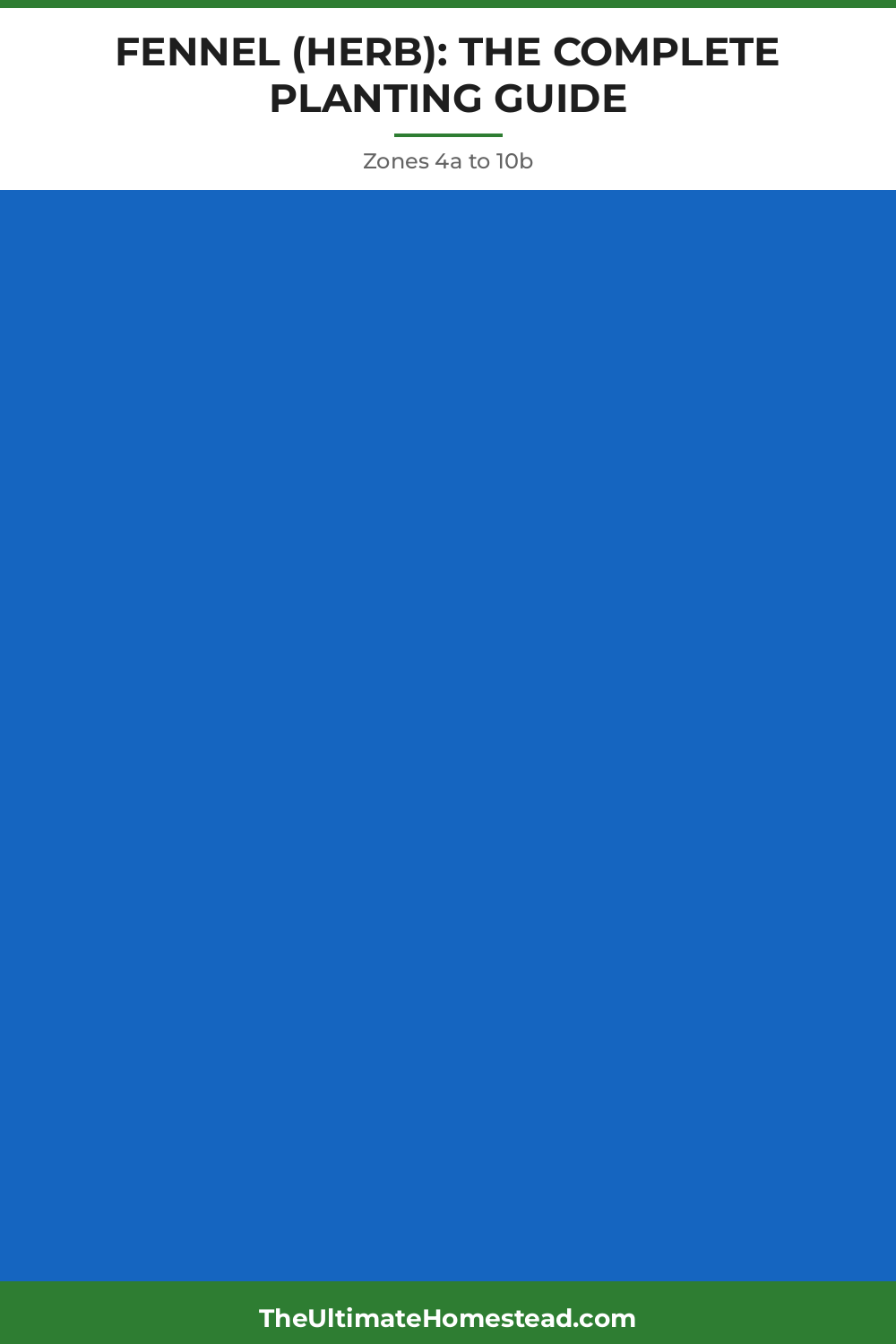 Fennel (herb) Planting Guide