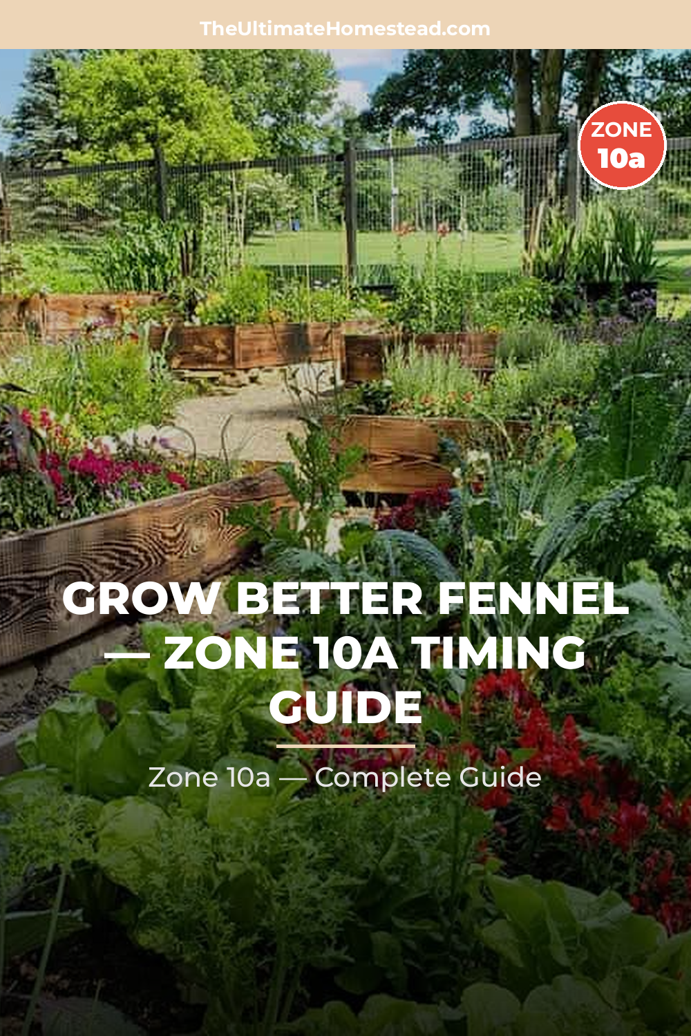 When to Plant Fennel in Zone 10a