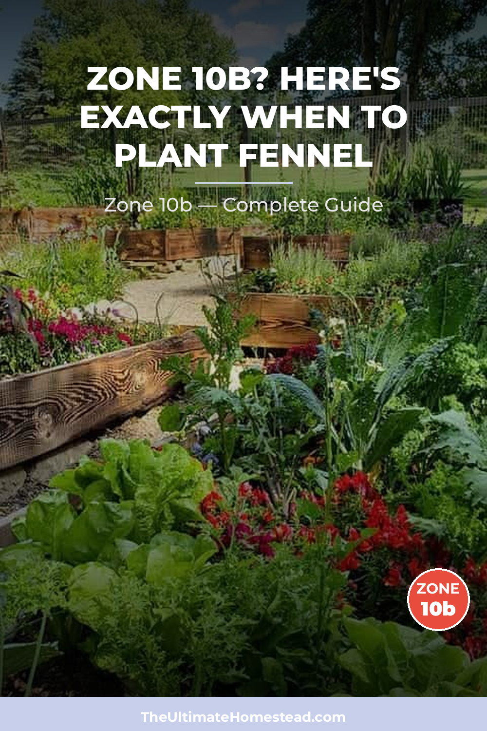 When to Plant Fennel in Zone 10b