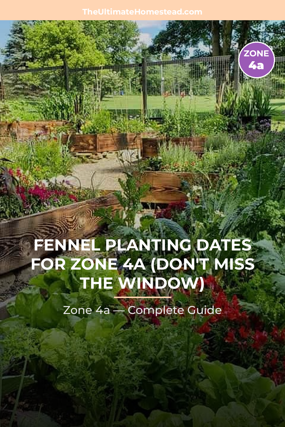 When to Plant Fennel in Zone 4a