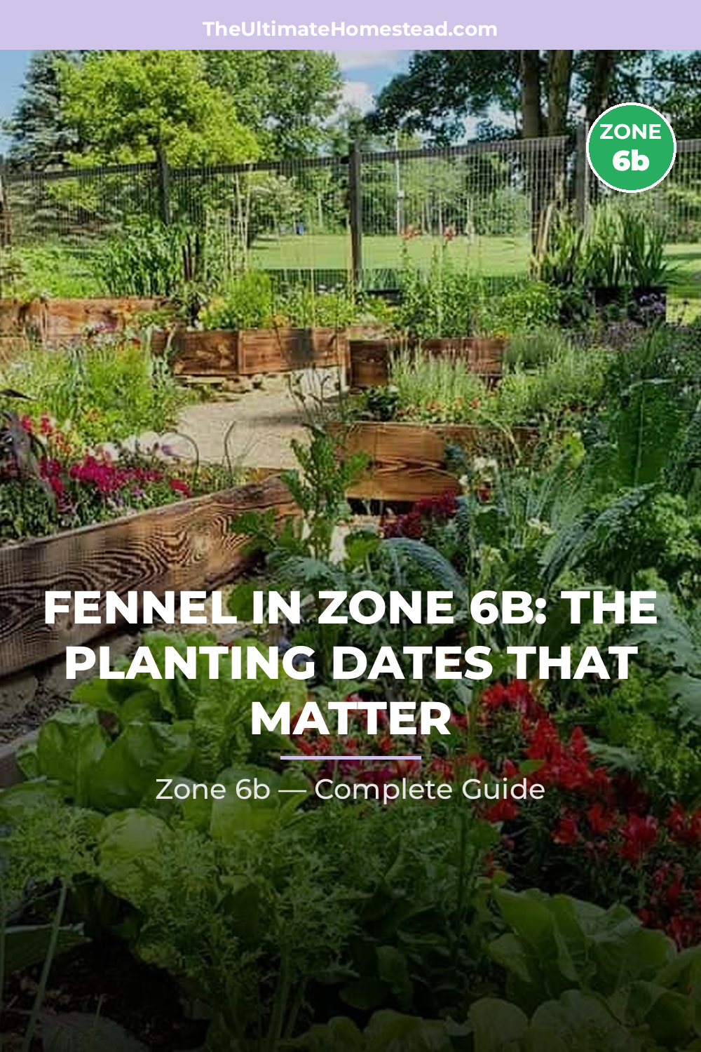 When to Plant Fennel in Zone 6b