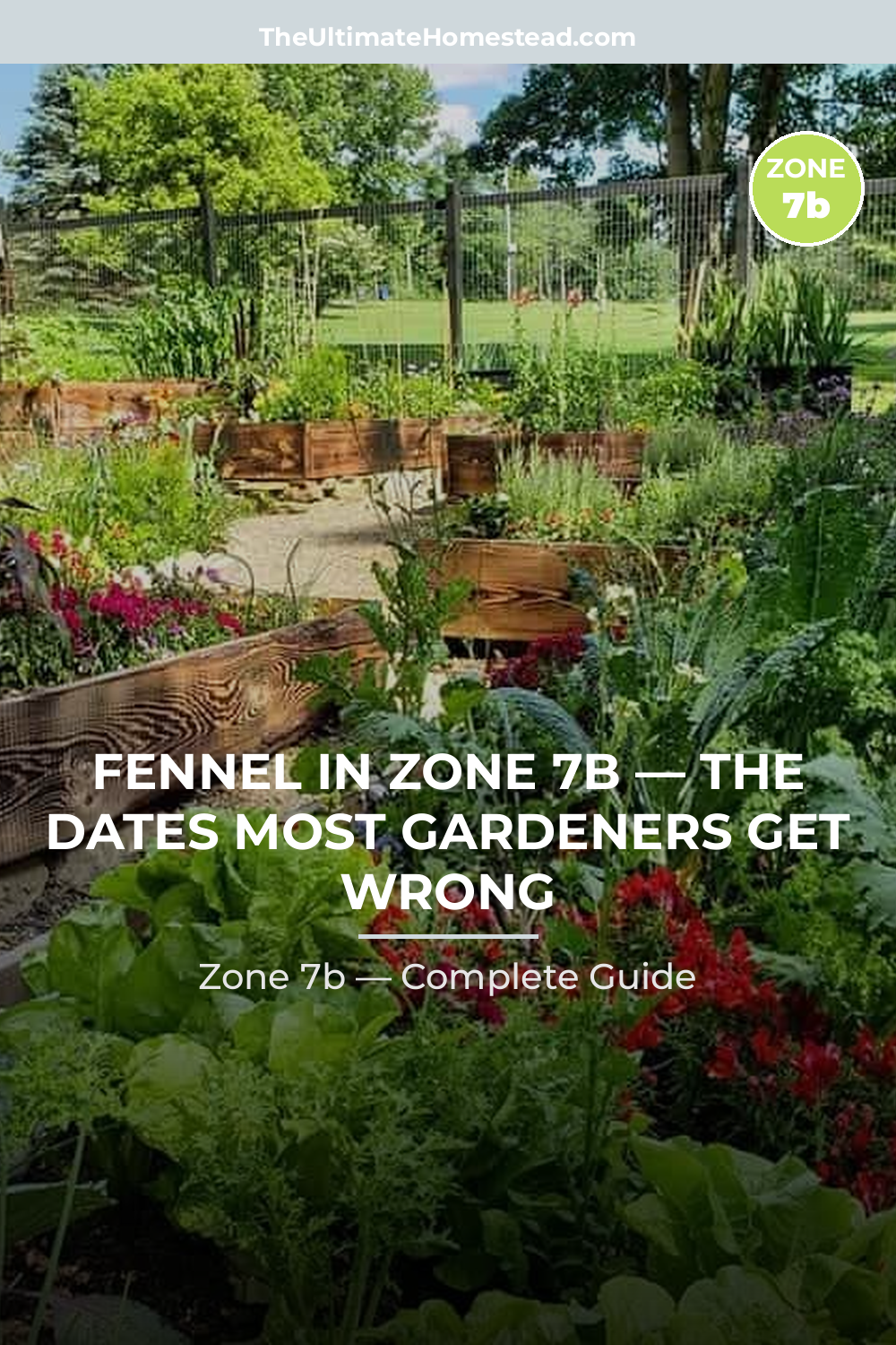 When to Plant Fennel in Zone 7b