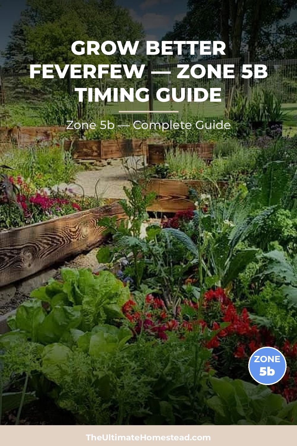 When to Plant Feverfew in Zone 5b