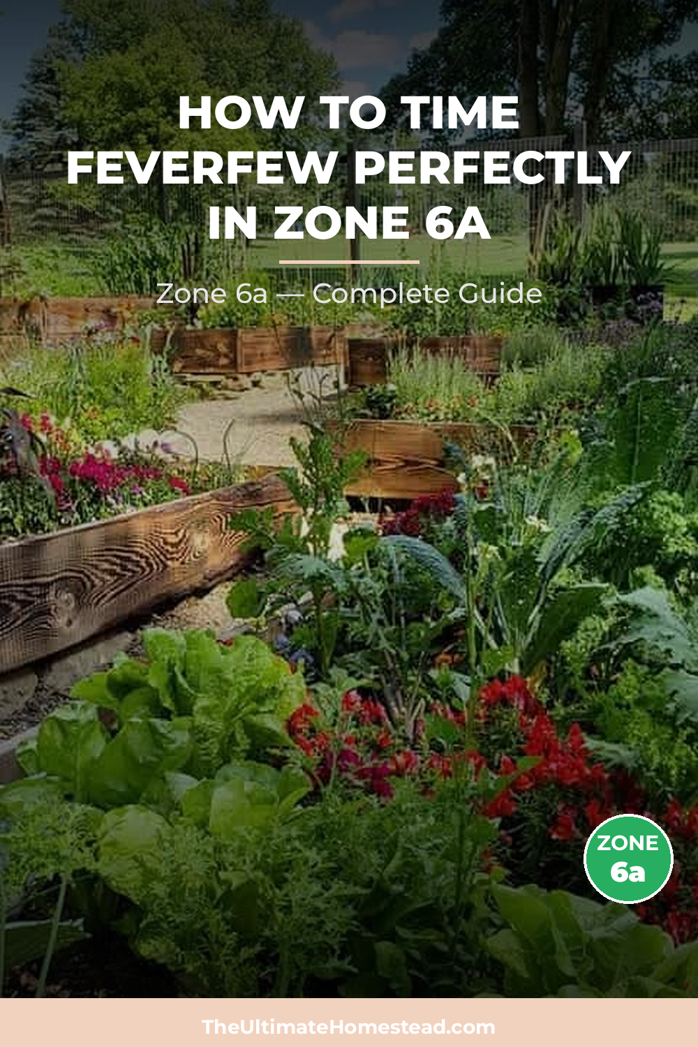 When to Plant Feverfew in Zone 6a