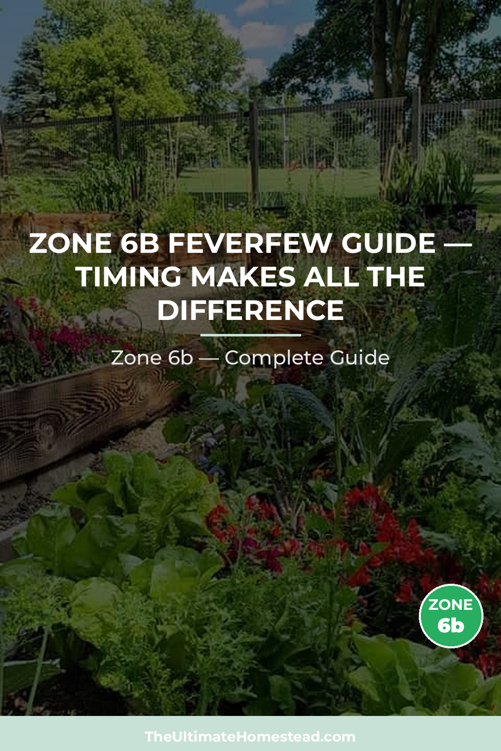 When to Plant Feverfew in Zone 6b