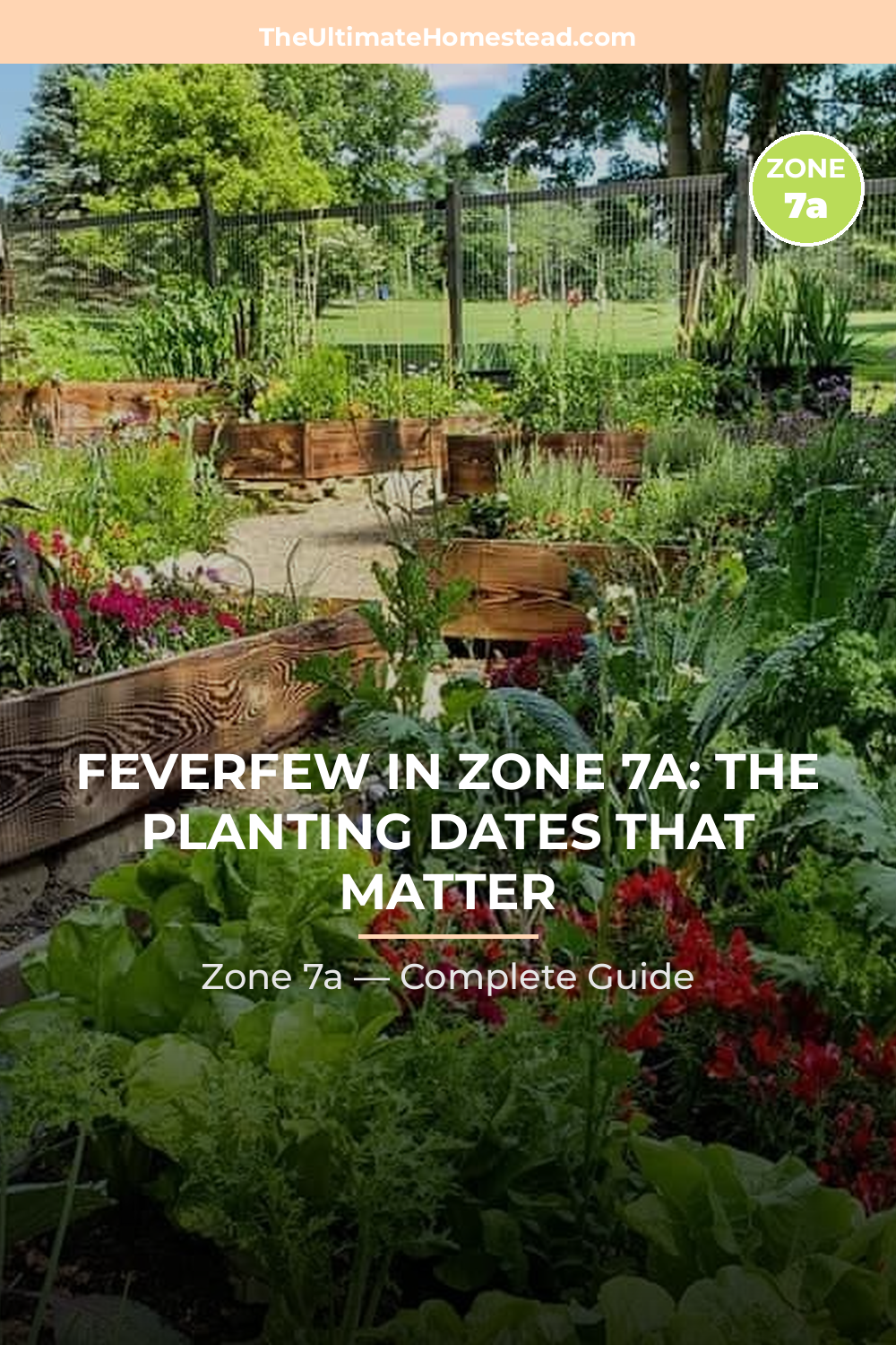 When to Plant Feverfew in Zone 7a