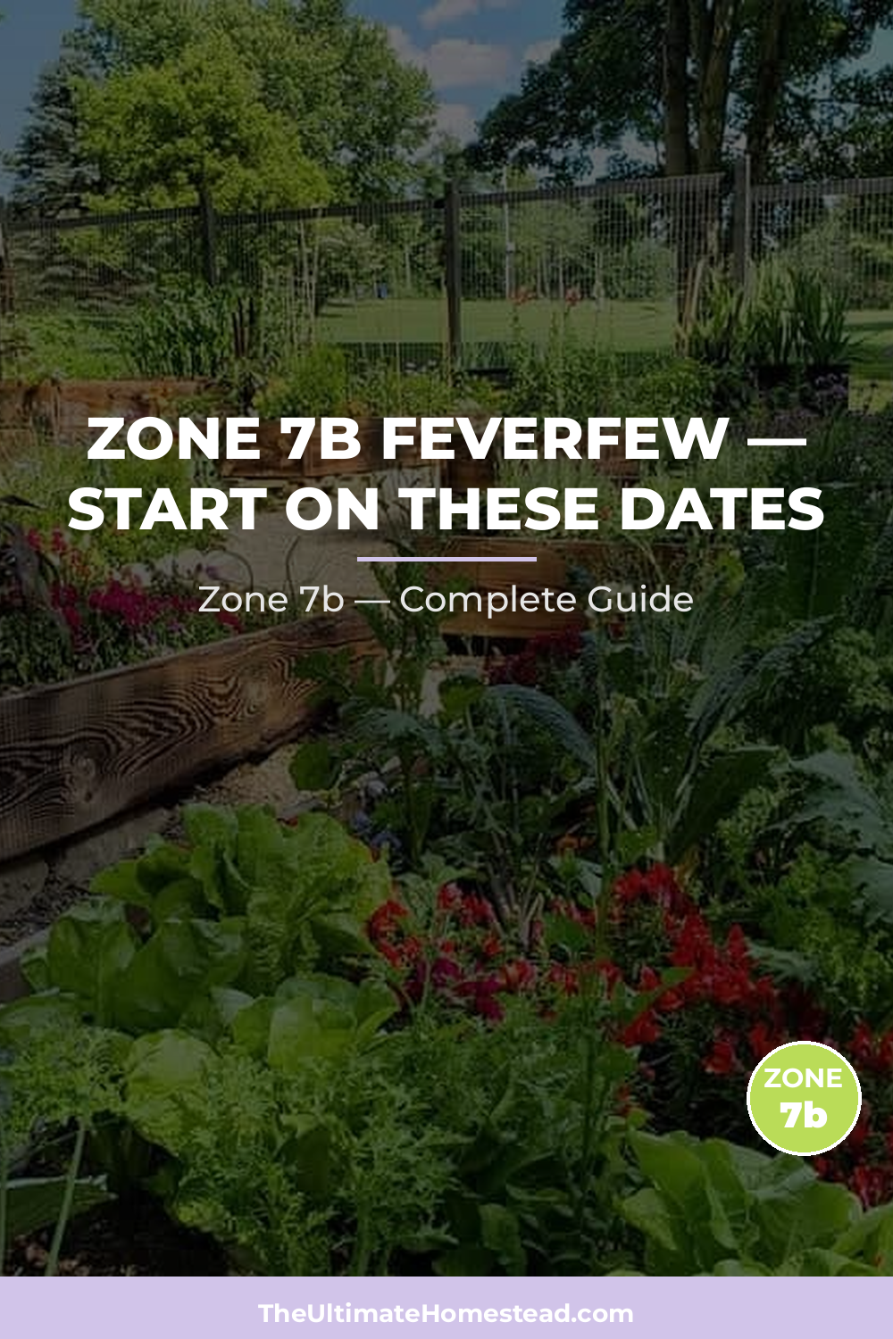 When to Plant Feverfew in Zone 7b