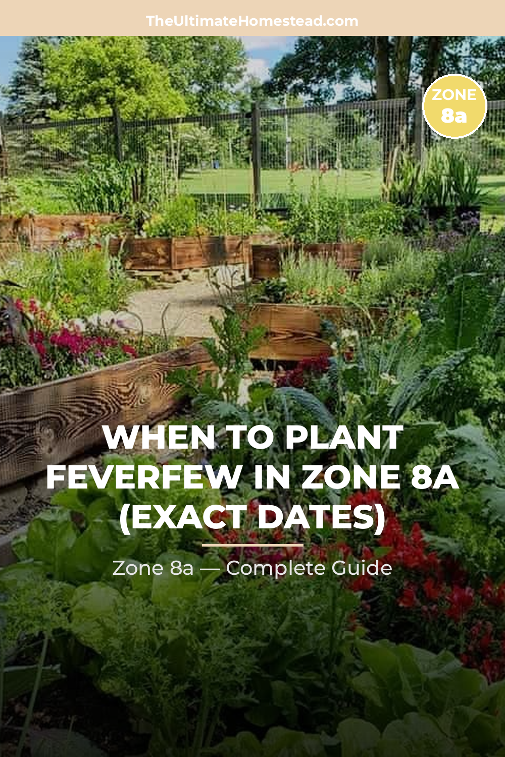 When to Plant Feverfew in Zone 8a