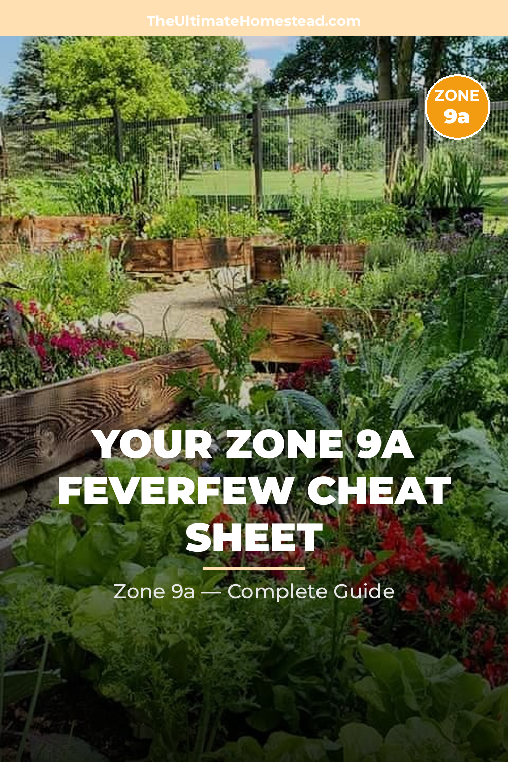 When to Plant Feverfew in Zone 9a