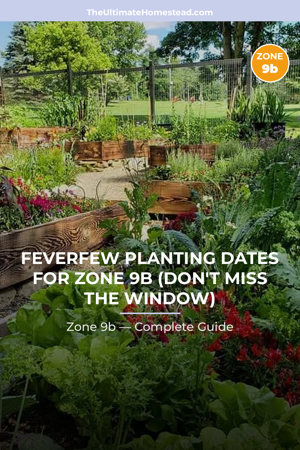 When to Plant Feverfew in Zone 9b