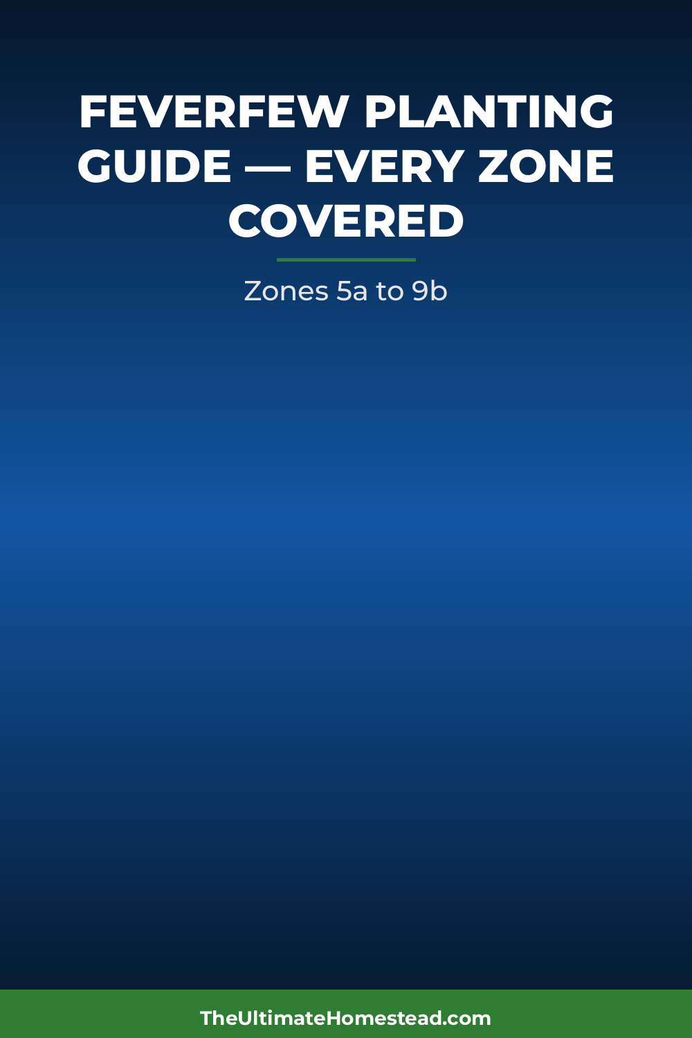 Feverfew Planting Guide
