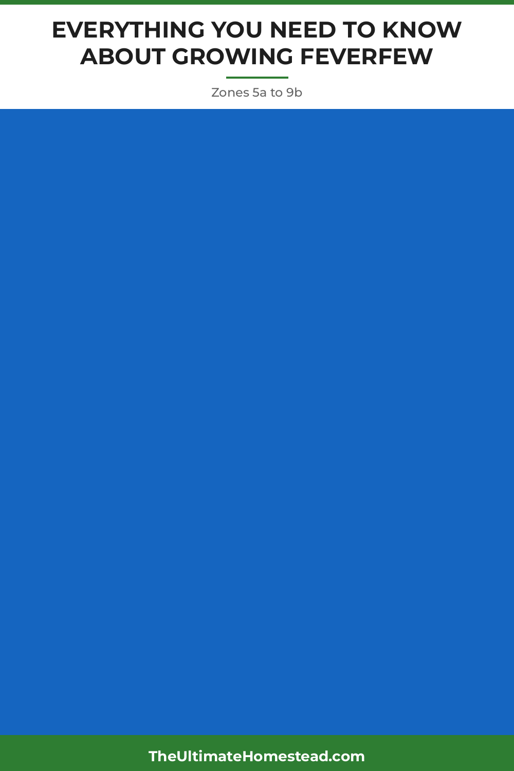 Feverfew Planting Guide