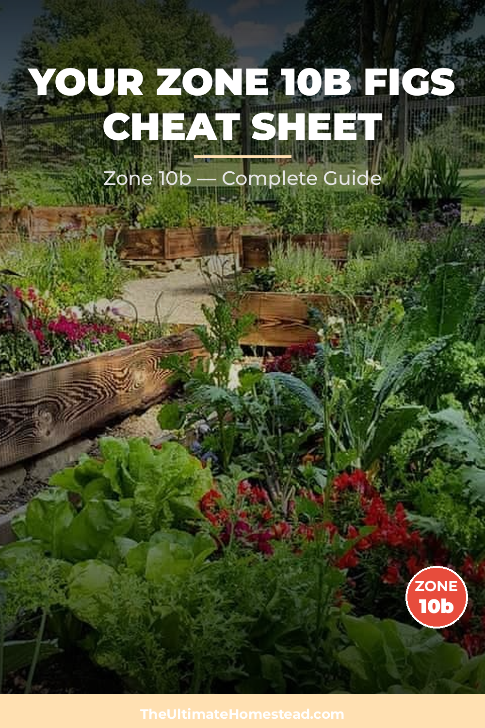 When to Plant Figs in Zone 10b