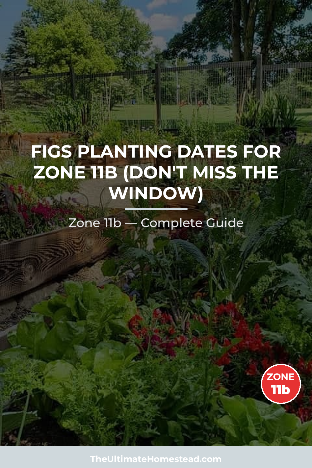 When to Plant Figs in Zone 11b