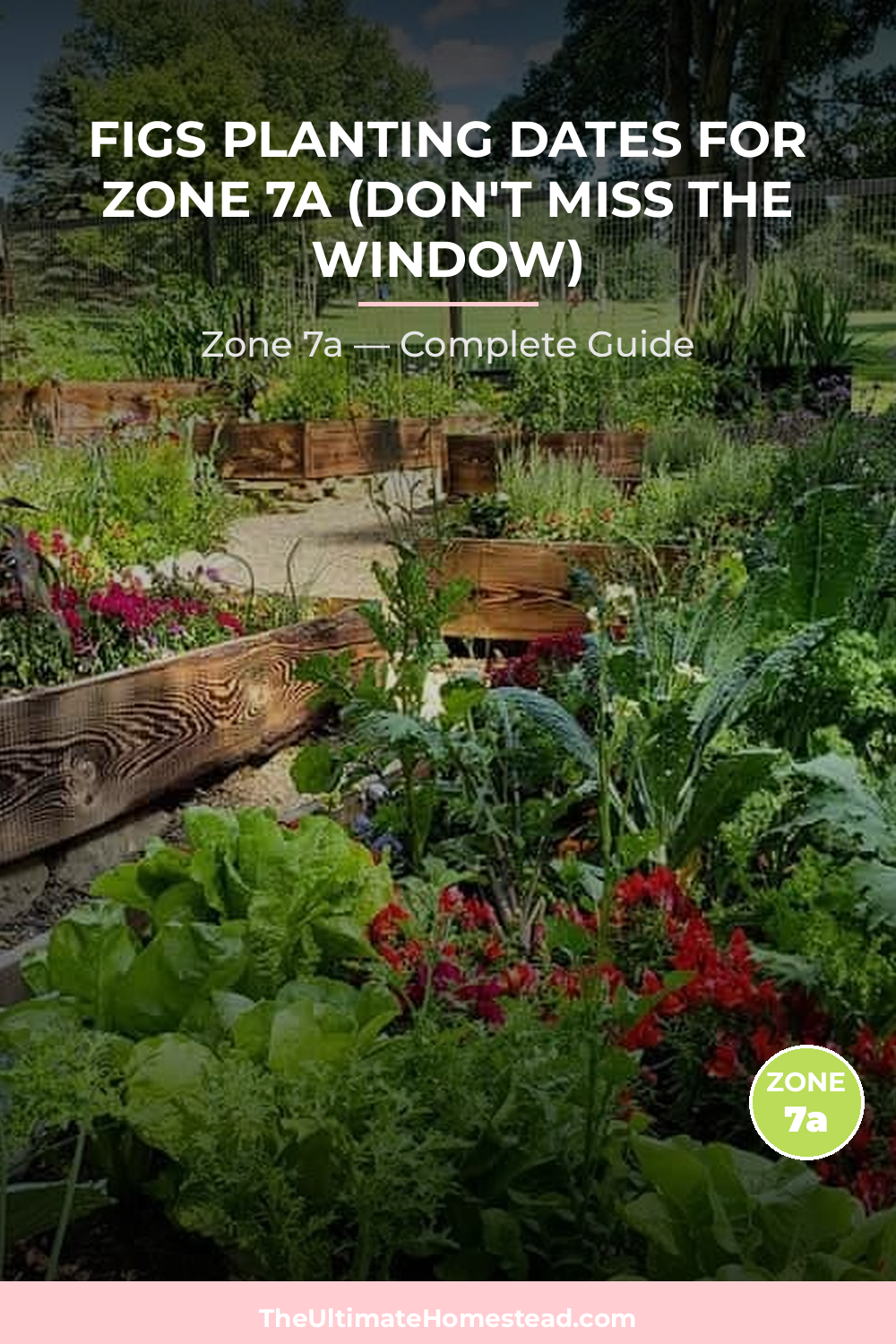 When to Plant Figs in Zone 7a